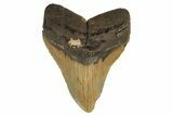 Fossil Megalodon Tooth - Huge NC Meg #298803-1